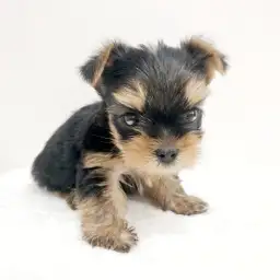 ヨークシャーテリア