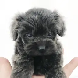 MIX（トイプードル×ヨークシャーテリア）