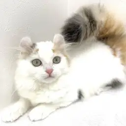 アメリカンカール