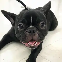 フレンチブルドッグ