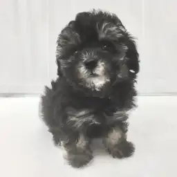 トイ・プードル