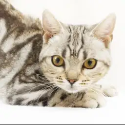 アメリカンショートヘア