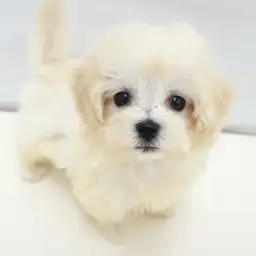 MIX（マルチーズ×トイプードル）