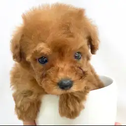 トイ・プードル