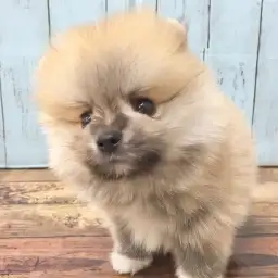 ポメラニアン