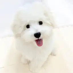 MIX（トイプードル×マルチーズ）