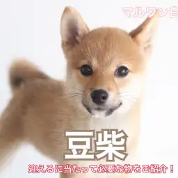 【 KC公認豆柴 】素直な性格が魅力!生活スタートキットもご紹介!