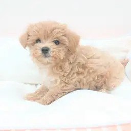 MIX（トイプードル×マルチーズ）