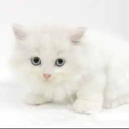 スコティッシュフォールド