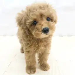 トイ・プードル