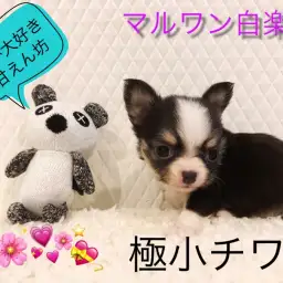 【 極小チワワ 】注目度のNo1!生後65日で驚愕の437gのミニマムサイズ!