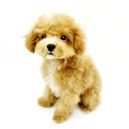 MIX（マルチーズ×トイプードル）