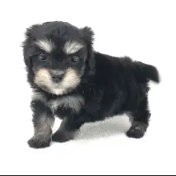 MIX（トイプードル×マルチーズ）