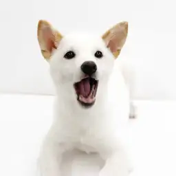 柴犬
