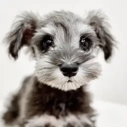 ミニチュア・シュナウザー