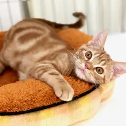 アメリカンショートヘア