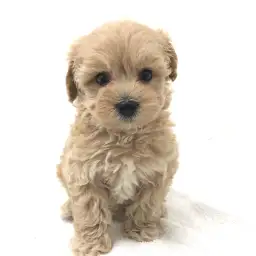 MIX（マルチーズ×トイプードル）