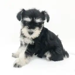 ミニチュア・シュナウザー