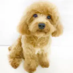 トイ・プードル