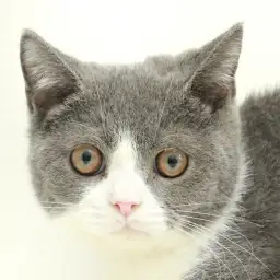 ブリティッシュショートヘア