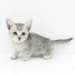 エジプシャンマウ