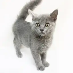 ブリティッシュショートヘア