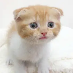 スコティッシュフォールド