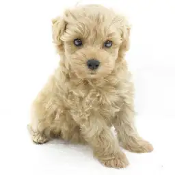 MIX（トイプードル×マルチーズ）