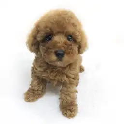 トイ・プードル