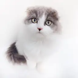 スコティッシュフォールド