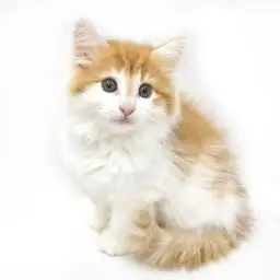 ノルウェージャンフォレストキャット