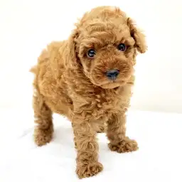 トイ・プードル