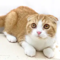 スコティッシュフォールド