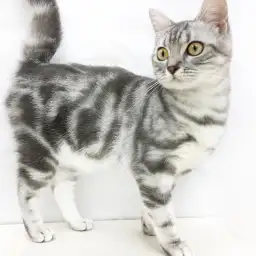 アメリカンショートヘア