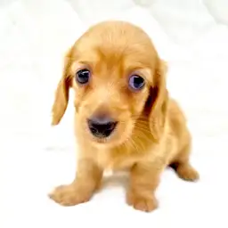 ミニチュア・ダックスフント