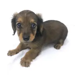 カニンヘン・ダックスフント