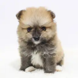 ポメラニアン