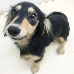 カニンヘン・ダックスフント