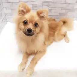ポメラニアン
