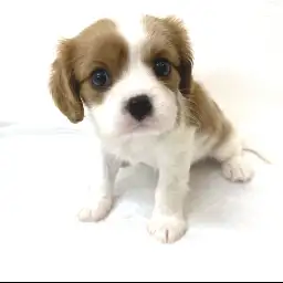 キャバリア・キングチャールズ・スパニエル