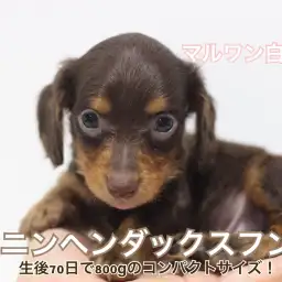 【 カニンヘンダックス 】生後70日で体重800gのコンパクトサイズ！