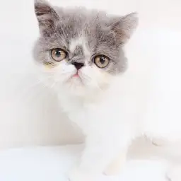 エキゾチックショートヘア