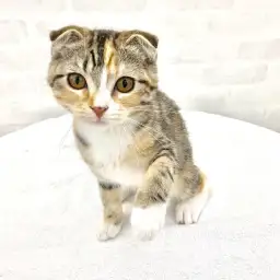 スコティッシュフォールド