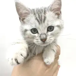 アメリカンショートヘア