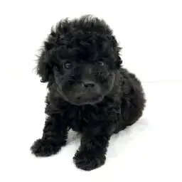 トイ・プードル