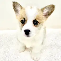 ウェルシュコーギーペンブローク