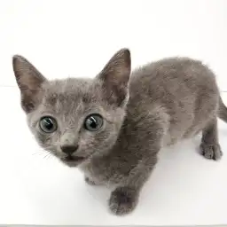 ロシアンブルー