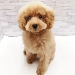 トイ・プードル