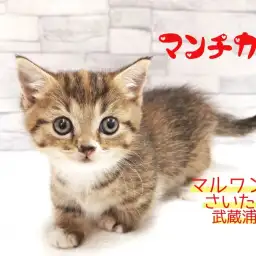 【 マンチカン 】足の短さわずか 4cm!!お顔も可愛い短足女子!!