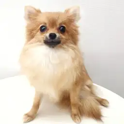 ポメラニアン